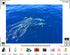 TryKid 10x6.5ft Deep Ocean Dolphin Blue Wave Backdrop Sparkling Water Marine Life Scene Photography Background Wildlife