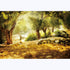 Leyiyi 7x5ft Natural Scenery Backdrop, Olive Trees Sunshine Wonderland Dreamy Haze Blurred Background for Video Photo