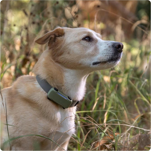 6 Tractive GPS Dog Tracker Cover - Olive