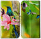 Case for iPhone XR, Hummingbird Pink Flower Leather Flip Wallet Case with Card Slot Holder for iPhone XR