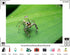 TryKid 9x6ft Jumping Spider Leaf Backdrop Macro Insect Green Plant Photography Background Science Education Nature