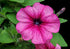 SHDASMIL 10X8ft Fabric Pink Petunia Flower Backdrop Magenta Bloom Garden Background Spring Floral