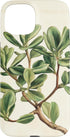 Antique Plant Botanical Art Garden DonaOnca Succulent Jade Plant Vintage Scientific Illustration Plant Case for iPhone 15