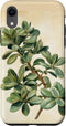 Antique Plant Botanical Art Garden DonaOnca Succulent Jade Plant Vintage Scientific Illustration Plant Case for iPhone XR