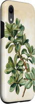 Antique Plant Botanical Art Garden DonaOnca Succulent Jade Plant Vintage Scientific Illustration Plant Case for iPhone