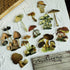 100PCS Pack Doraking Mushroom Stickers - Waterproof Paper Decals for Scrapbook Decoration, Sulfuric Adhesive, Irregular