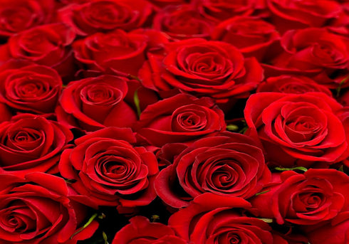 SHDASMIL Bright Red Roses Close Up Backdrop Fresh Floral Bouquet Background for Valentines