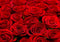 SHDASMIL Bright Red Roses Close Up Backdrop Fresh Floral Bouquet Background for Valentines