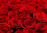SHDASMIL Bright Red Roses Close Up Backdrop Fresh Floral Bouquet Background for Valentines