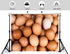 KeyWork 10x10ft Brown Egg Backdrop Farm Produce Photography Background for Party Rustic Farmhouse Themed Events