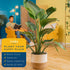 2-3 Costa Farms White Bird of Paradise Live Plant in Decorative Pot, Large Indoor Houseplant, Perfect for Home, Room