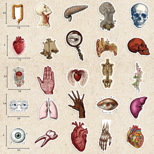 LOOAEFX 50PCS Pack, Vintage Anatomy Stickers - Medical Student Gift Biology Human Body Organ Vinyl Waterproof Decals