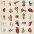 LOOAEFX 50PCS Pack, Vintage Anatomy Stickers - Medical Student Gift Biology Human Body Organ Vinyl Waterproof Decals