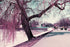 Lomochrome Purple 35 mm ISO 100-400
