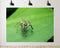 TryKid 8x8ft Jumping Spider Leaf Backdrop Macro Insect Green Plant Photography Background Science