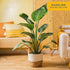 2-3 Costa Farms White Bird of Paradise Live Plant in Decorative Pot, Large Indoor Houseplant, Perfect for Home, Room