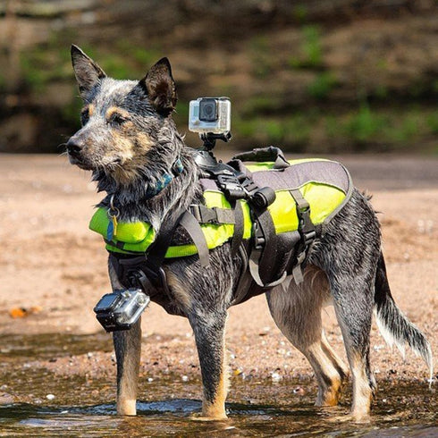 Dog Harness for GoPro, Soft Adjustable Pet Mount Vest with 2 Mounting Bases for Chest and Back Fixation, Medium Large