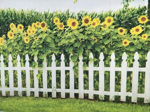 Leyiyi 5x3ft Spring Natural Scenery Photography Backdrop with Yellow Sunflowers and White Wooden Fence